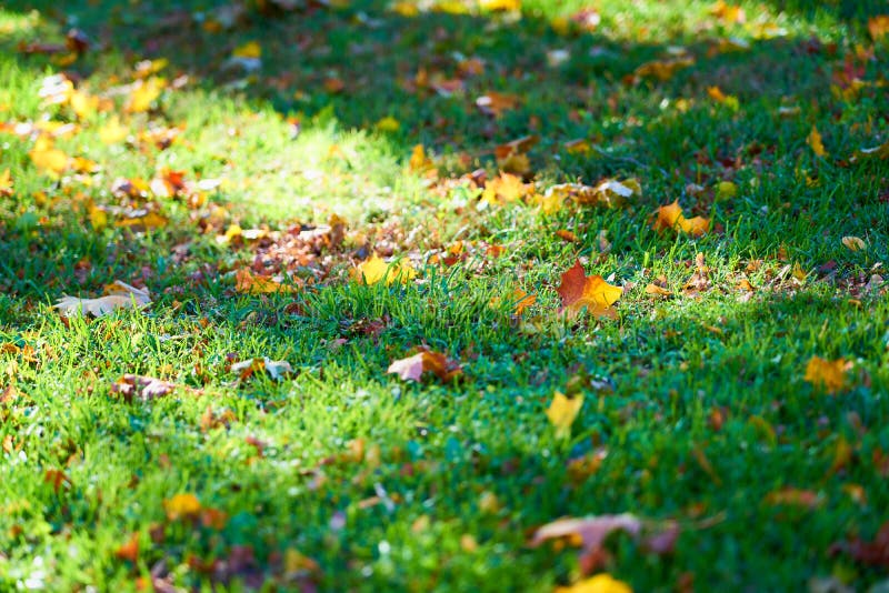Folhas de outono amarelas e marrons em uma grama verde borrada imagem de stock royalty free