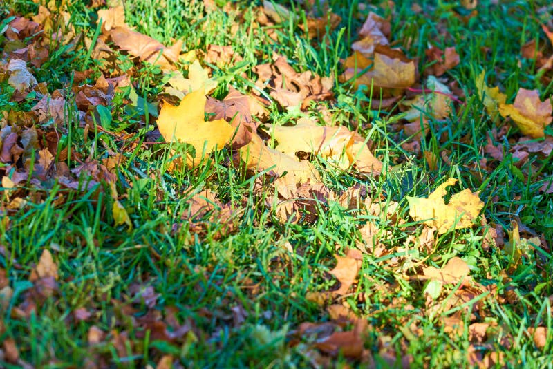 Folhas de outono amarelas e marrons em uma grama verde borrada imagem de stock