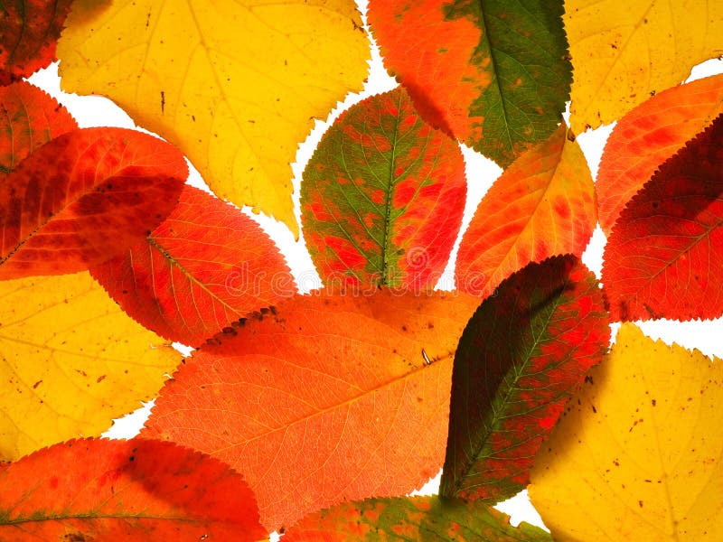 Folhas de outono caídas coloridas imagens de stock royalty free