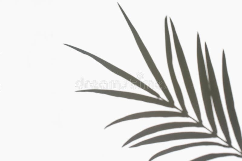Folhas de palma e sua sombra sobre fundo branco fotos de stock