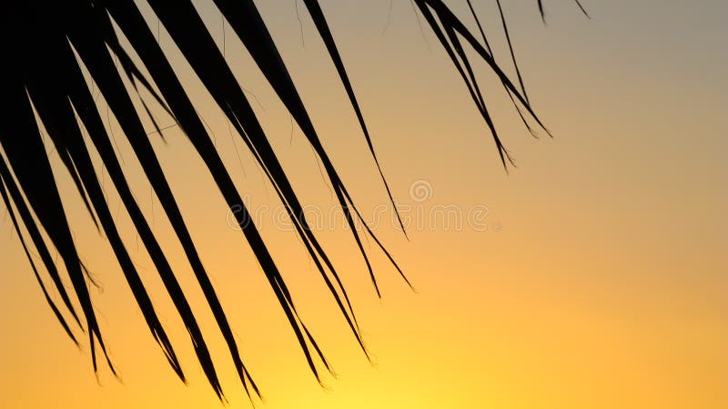 Folhas de palma sobre o fundo do belo pôr do sol ilustração do vetor