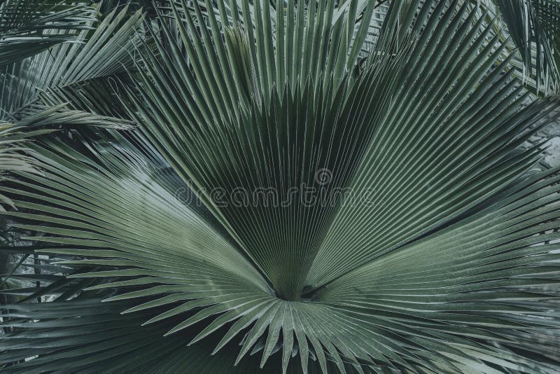 Folhas de palmeira ou fundo verde das frondas do coco do n tropical fotografia de stock royalty free Folhas de palmeira ou fundo verde das frondas do coco do n tropical fotografia de stock royalty free