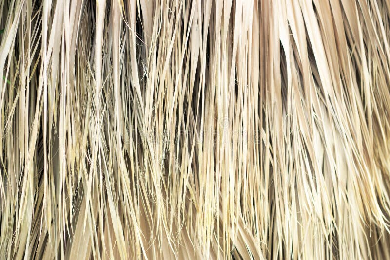 Folhas de palmeira secas close-up, textura, fundo fotografia de stock royalty free Folhas de palmeira secas close-up, textura, fundo fotografia de stock royalty free