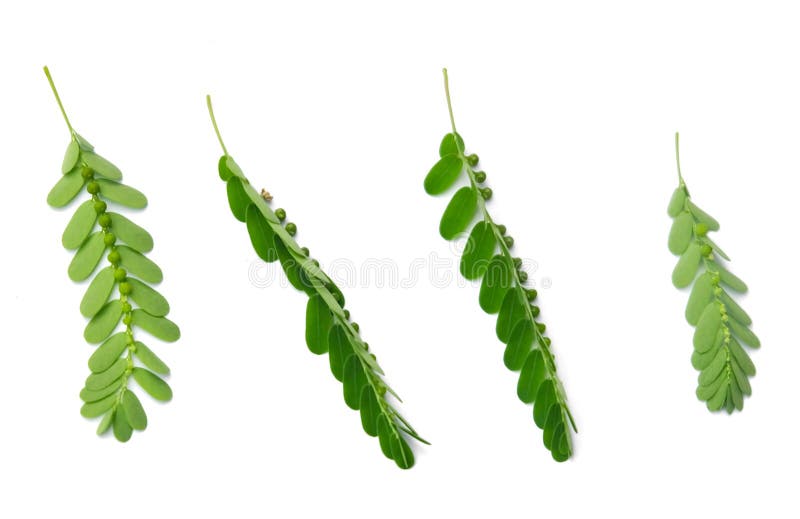Vegetable and Herb, Fresh Phyllanthus Niruri, Gale of The Wind, Seed Under Leaf or Stonebreaker Leaves Isolated on White Background. Used as Healthy Foods and Herbal Medicines. Vegetable and Herb, Fresh Phyllanthus Niruri, Gale of The Wind, Seed Under Leaf or Stonebreaker Leaves Isolated on White Background. Used as Healthy Foods and Herbal Medicines.
