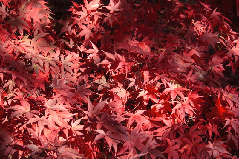 Folhas de plátano japonesas fotos de stock Folhas de plátano japonesas fotos de stock