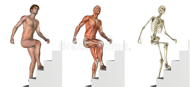 Folhas de prova anatômicas: Escadas de escalada ilustração stock Folhas de prova anatômicas: Escadas de escalada ilustração stock