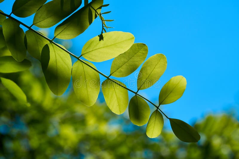 Folhas de um robinia imagem de stock Folhas de um robinia imagem de stock