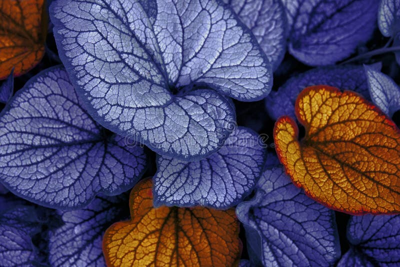 Folhas do azul e da laranja imagens de stock Folhas do azul e da laranja imagens de stock