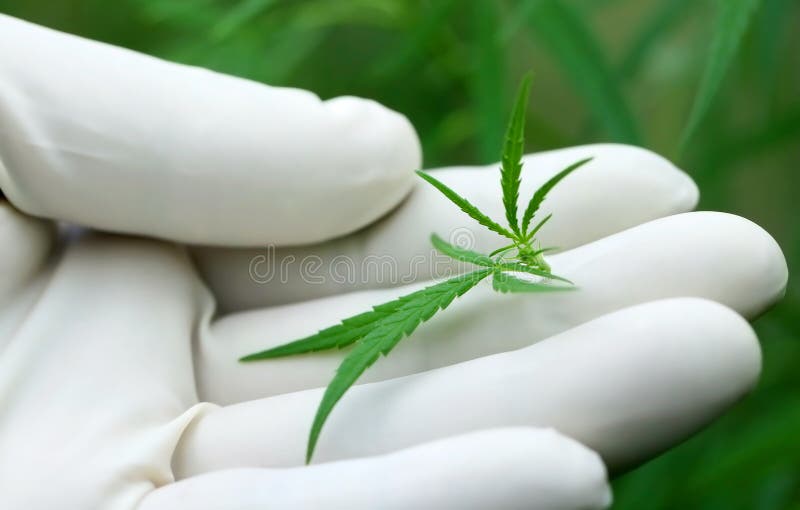 Folhas do cannabis imagem de stock Folhas do cannabis imagem de stock