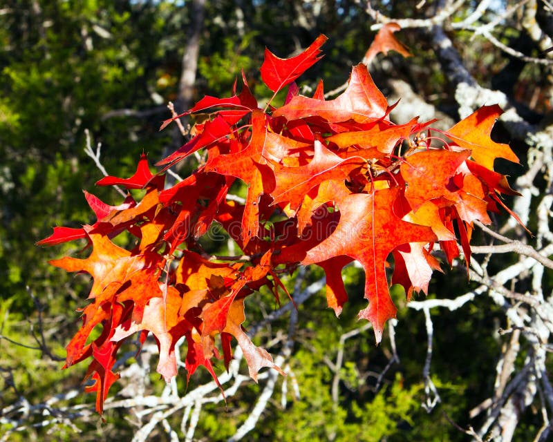 Brilliantly red autumn leaves of a Texas read oak tree lighted up by late afternoon sun in Balcones Canyonlands National wildlife Refuge, Austin, Texas. Brilliantly red autumn leaves of a Texas read oak tree lighted up by late afternoon sun in Balcones Canyonlands National wildlife Refuge, Austin, Texas.