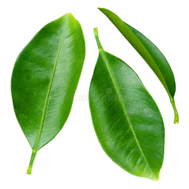 Folhas de citrinos isoladas sobre fundo branco foto de stock