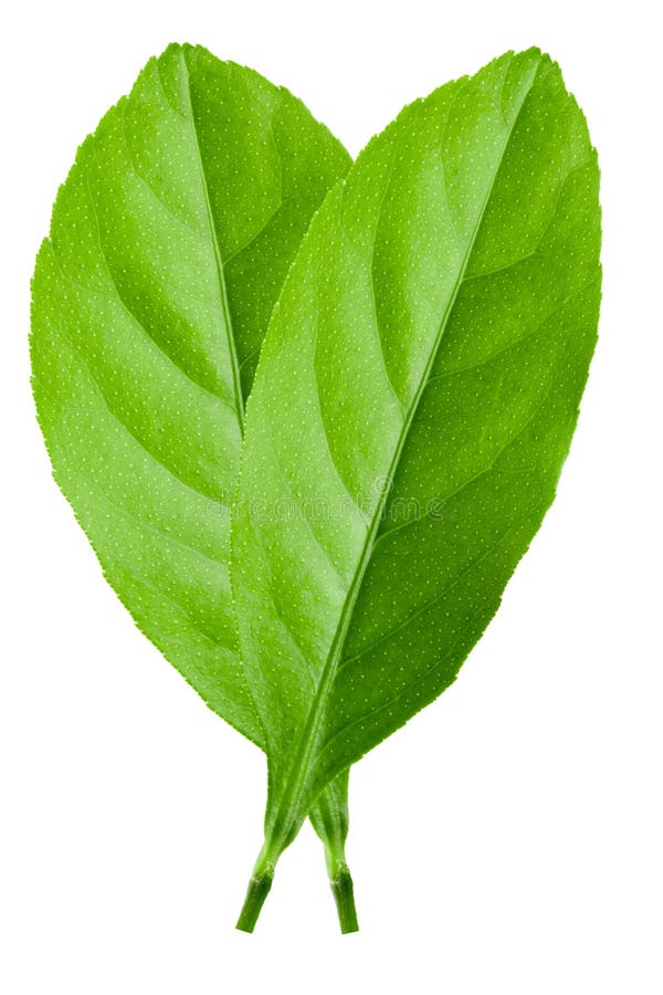 Folhas de citrinos isoladas sobre fundo branco foto de stock