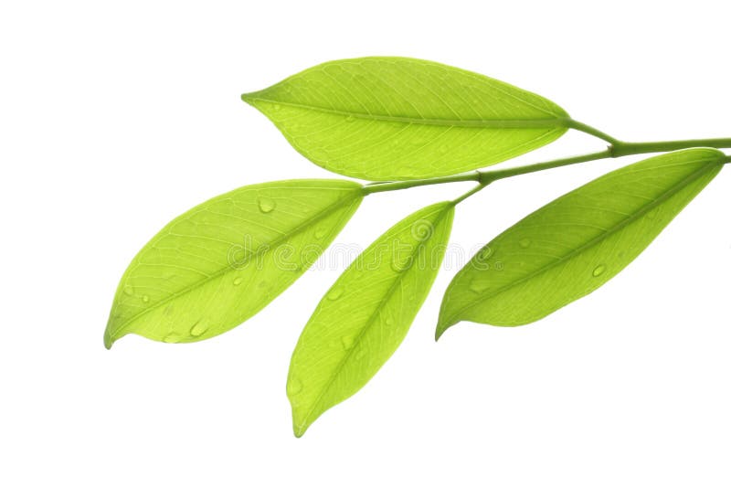 Folhas verdes foto de stock