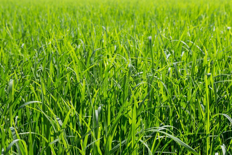 Folhas do verde do arroz na almofada campo do arroz, conceito da agricultura e fundo da natureza foto de stock royalty free Folhas do verde do arroz na almofada campo do arroz, conceito da agricultura e fundo da natureza foto de stock royalty free