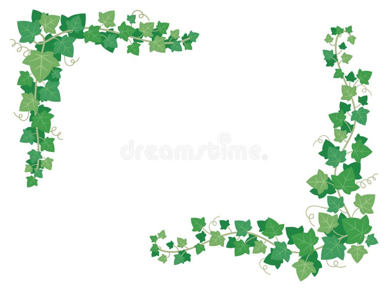 Folhas do verde da hera em cantos do quadro Plantas decorativas das uvas que penduram na parede do jardim Vetor floral da decoraç ilustração do vetor Folhas do verde da hera em cantos do quadro Plantas decorativas das uvas que penduram na parede do jardim Vetor floral da decoraç ilustração do vetor