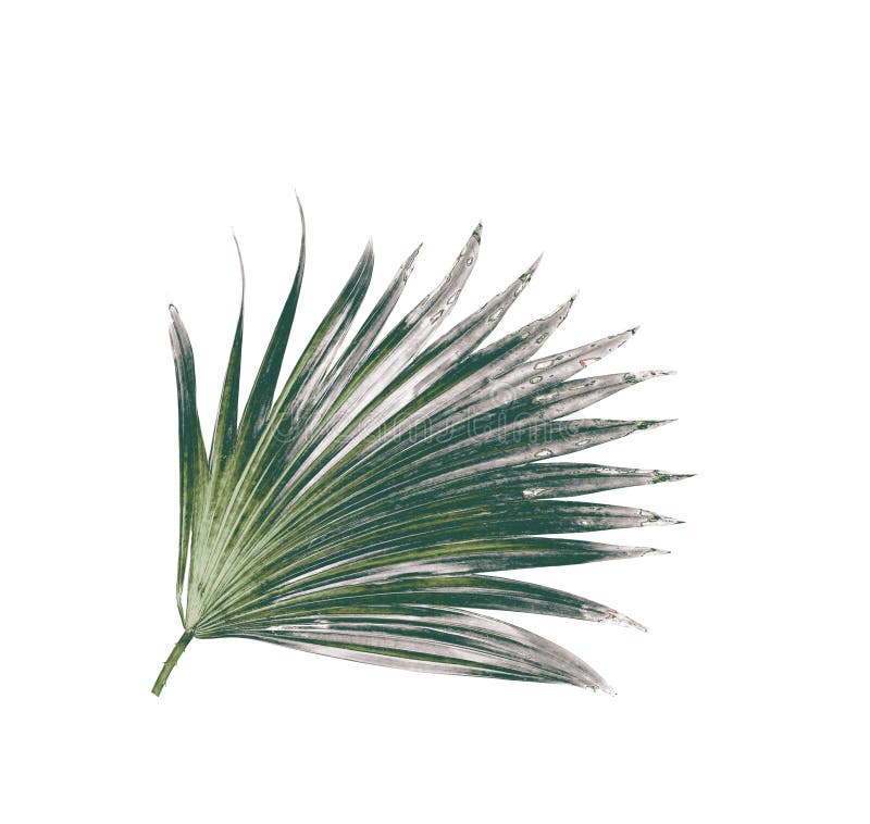 Folhas do verde da palmeira isoladas no fundo branco imagens de stock Folhas do verde da palmeira isoladas no fundo branco imagens de stock