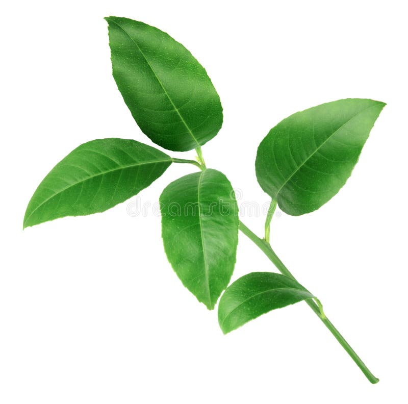 Folhas verdes de citrinos isoladas sobre fundo branco foto de stock