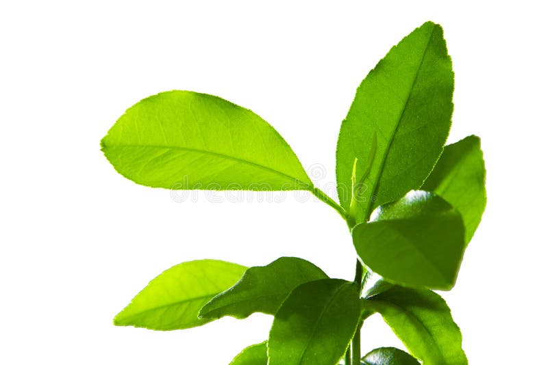 Folhas do verde do limão isoladas em um fundo branco imagem de stock royalty free Folhas do verde do limão isoladas em um fundo branco imagem de stock royalty free