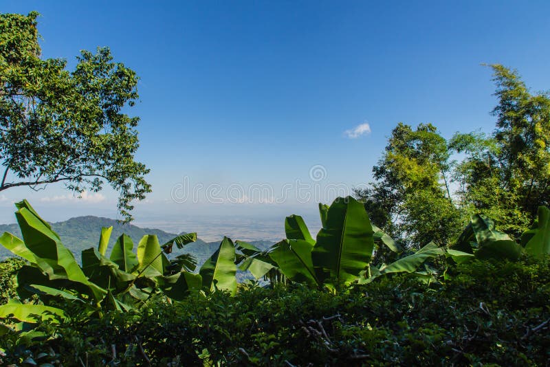 Folhas do verde do quadro da banana, do bambu e da árvore com fundo do céu azul e espaço da cópia O quadro da natureza da licença imagem de stock royalty free Folhas do verde do quadro da banana, do bambu e da árvore com fundo do céu azul e espaço da cópia O quadro da natureza da licença imagem de stock royalty free