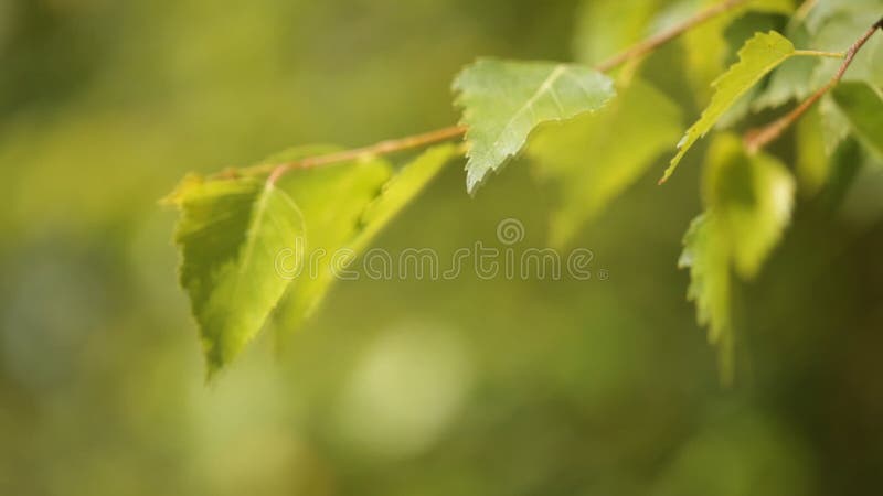 Folhas do vidoeiro do verde do foco seletivo