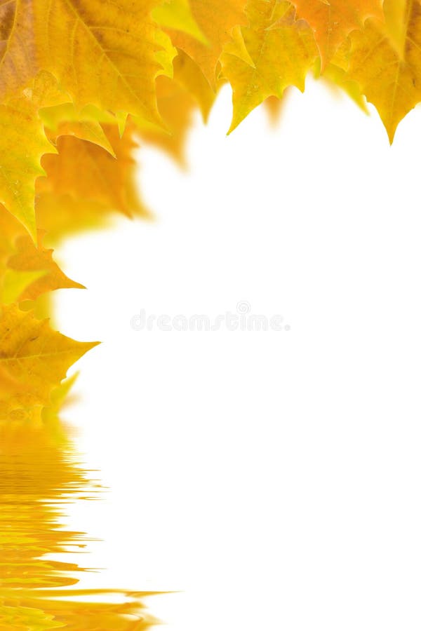 Lindas folhas douradas fotografia de stock