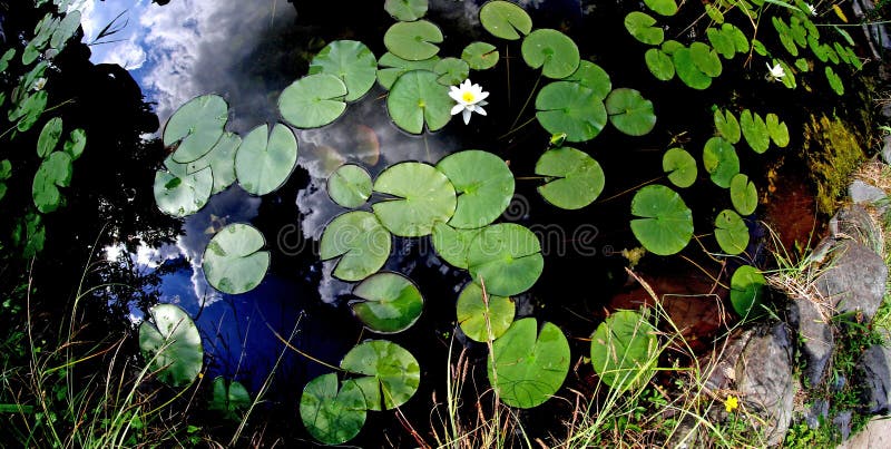 Pântano Com água E Areia Movediça Imagem de Stock - Imagem de lago