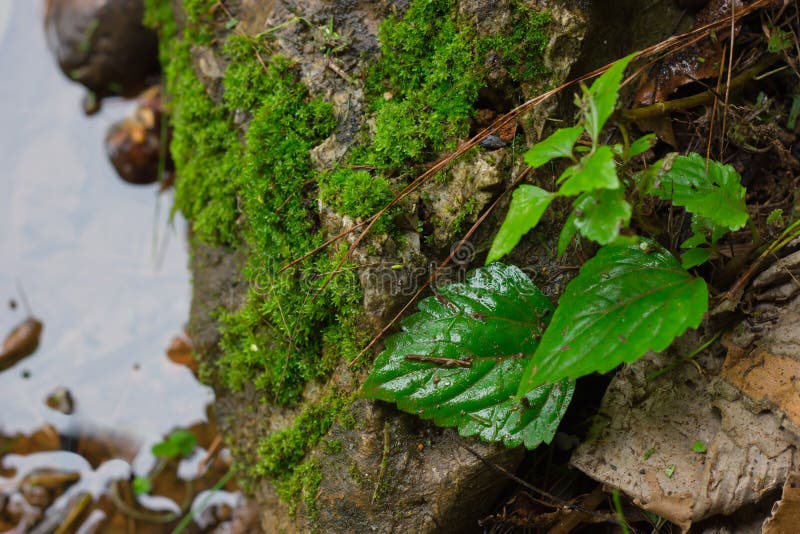 Folhas e musgo em rochas perto da água Contexto natural foto de stock royalty free