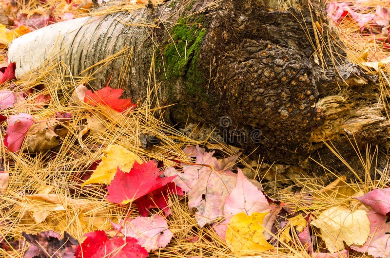 Folhas e árvore Neeedle que cobre a terra no outono imagem de stock Folhas e árvore Neeedle que cobre a terra no outono imagem de stock