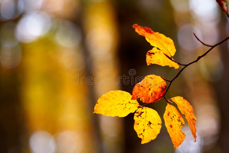 Folhas em uma árvore foto de stock