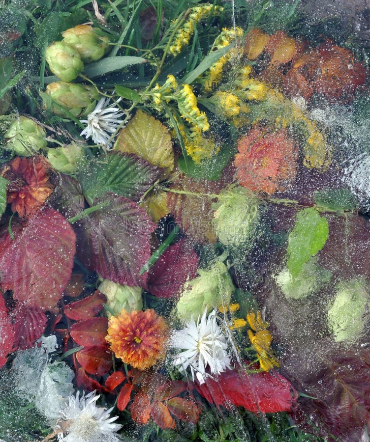 Folhas, folha, flores, grama sob o gelo