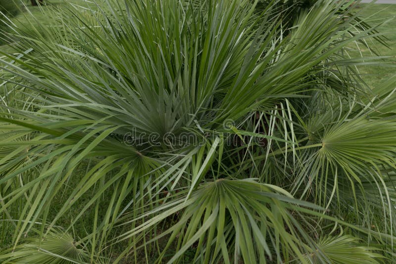 Folhas Finas Verdes Planta Com Folha Estreita Imagem de Stock - Imagem de  folhagem, azul: 156695879