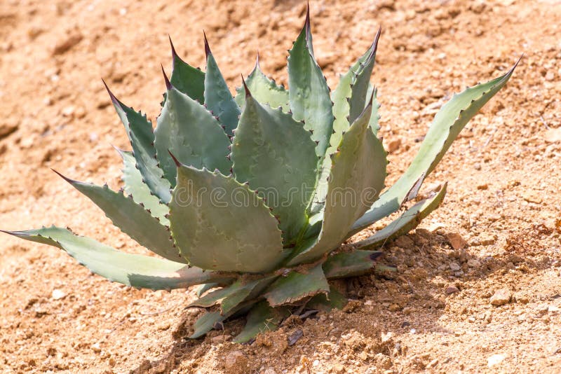 Folhas macro da agave da foto na Espanha Lloret De março foto de stock Folhas macro da agave da foto na Espanha Lloret De março foto de stock