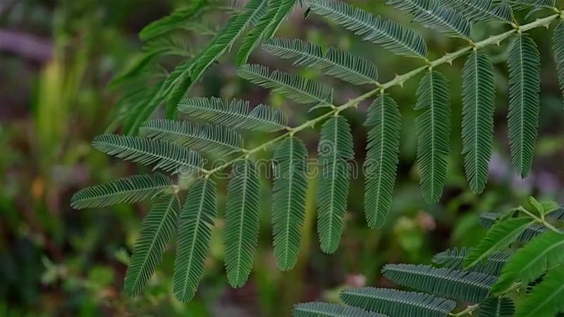 Folhas Mimosa Que Se Movem Quando Tocadas. Video Estoque - Vídeo de darwin,  tampa: 179763141