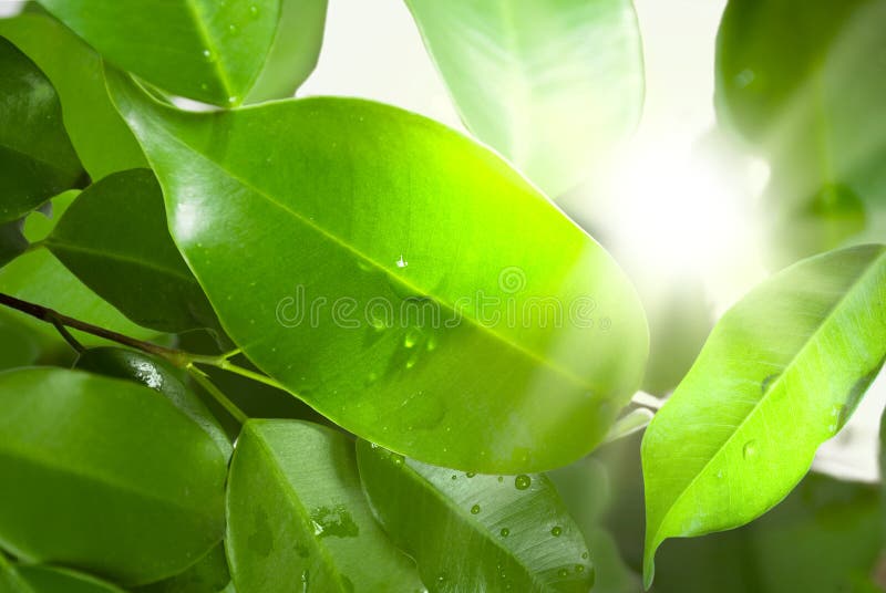 Folhas na luz da manhã imagem de stock royalty free Folhas na luz da manhã imagem de stock royalty free
