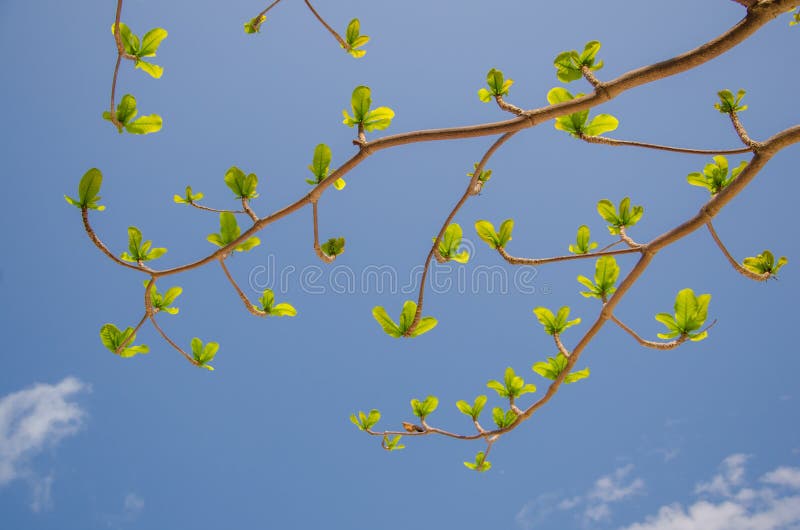 Folhas novas que crescem no fundo brilhante do céu azul fotos de stock Folhas novas que crescem no fundo brilhante do céu azul fotos de stock