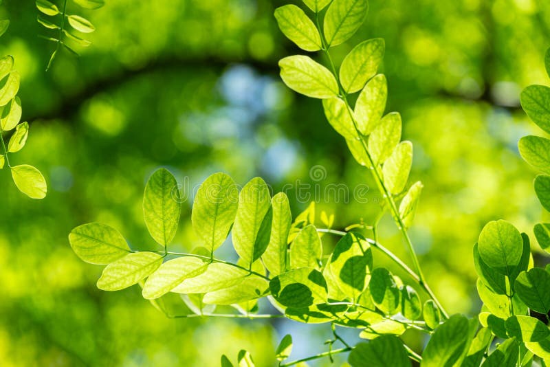 Folhas novas verdes macias de locustídeo pretos do pseudoacacia do Robinia, a acácia falsa através de que o sol brilha completame foto de stock royalty free Folhas novas verdes macias de locustídeo pretos do pseudoacacia do Robinia, a acácia falsa através de que o sol brilha completame foto de stock royalty free