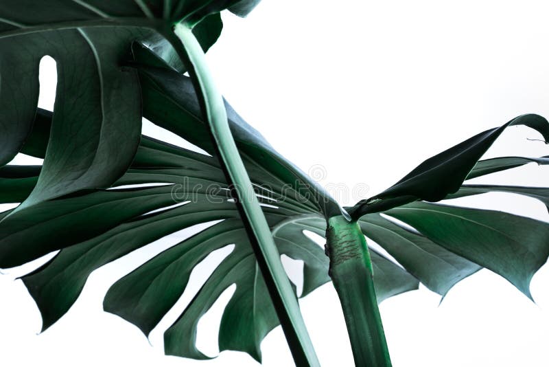 Real monstera leaves decorating for composition design. Tropical, botanical nature concepts ideas. Real monstera leaves decorating for composition design. Tropical, botanical nature concepts ideas.