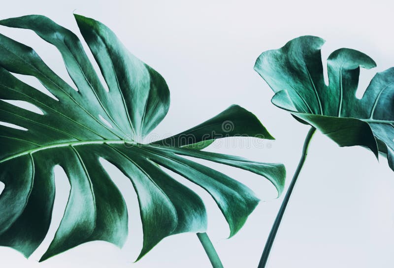 Folhas reais do monstera que decoram para o projeto da composição Tropical, foto de stock royalty free Folhas reais do monstera que decoram para o projeto da composição Tropical, foto de stock royalty free