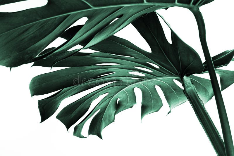 Real monstera leaves decorating for composition design.Tropical,botanical nature concepts ideas. Real monstera leaves decorating for composition design.Tropical,botanical nature concepts ideas.