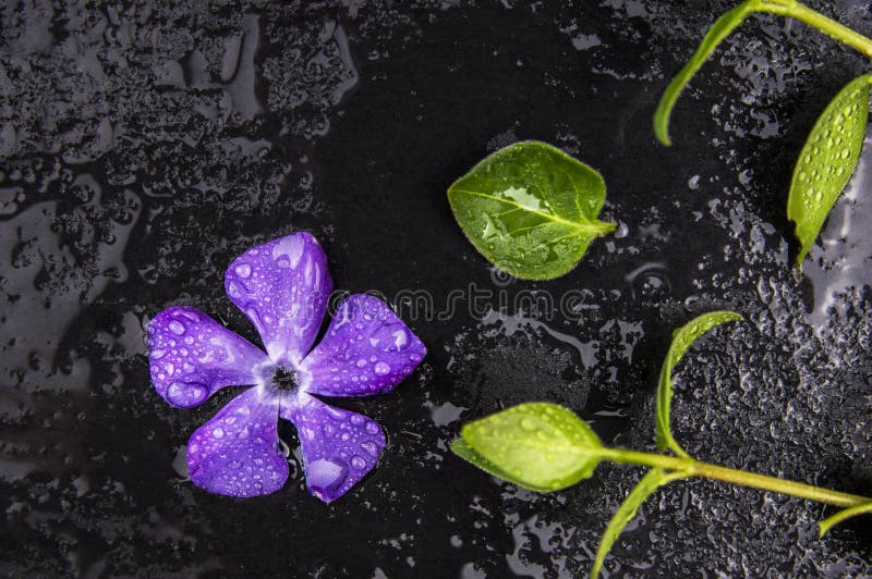 Flor roxa fresca e folhas verdes com gotas de água foto de stock