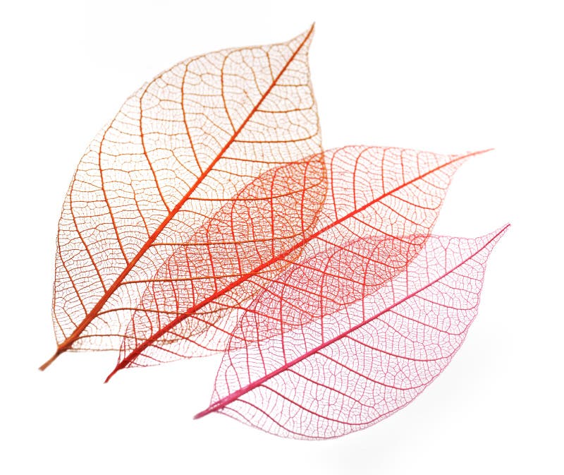 Folhas transparentes do esqueleto imagem de stock royalty free Folhas transparentes do esqueleto imagem de stock royalty free