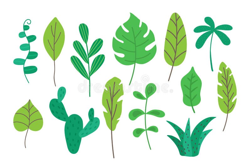 Folhas tropicais ajustadas isoladas no fundo branco Coleção tropica da folha para a decoração para cartões, bandeira, cartaz ilustração do vetor Folhas tropicais ajustadas isoladas no fundo branco Coleção tropica da folha para a decoração para cartões, bandeira, cartaz ilustração do vetor