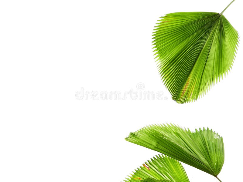 Folhas tropicais, folhas de palmeira verdes, fundo branco imagem de stock Folhas tropicais, folhas de palmeira verdes, fundo branco imagem de stock