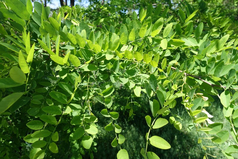 Folhas verde-clara do pseudoacacia do Robinia imagem de stock Folhas verde-clara do pseudoacacia do Robinia imagem de stock