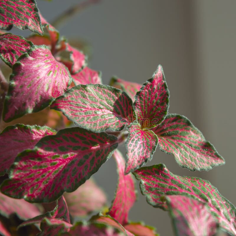 Folhas Verde-e-cor-de-rosa Do Verschaffeltii Do Fittonia Da Nervo-planta  Foto de Stock - Imagem de folhas, usina: 82113916