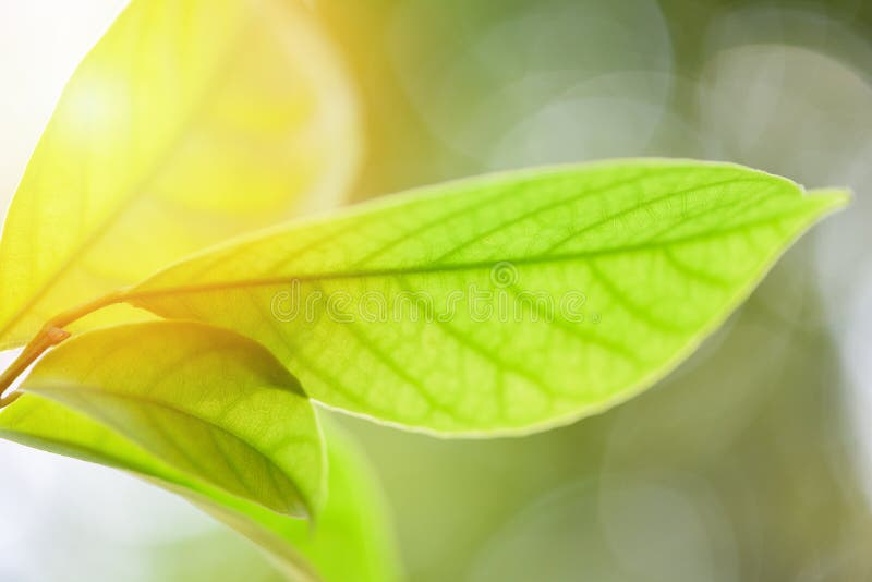 Folhas verdes bonitas na árvore com fundo macio da árvore do foco e do borrão da luz solar/fim acima da folha imagens de stock royalty free Folhas verdes bonitas na árvore com fundo macio da árvore do foco e do borrão da luz solar/fim acima da folha imagens de stock royalty free