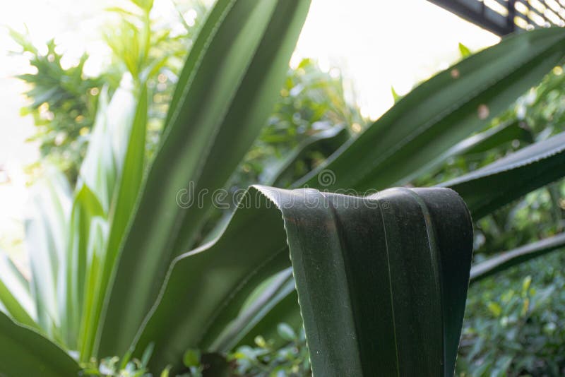 Os Espinhos Na Borda Das Folhas Da Bromélia Imagem de Stock - Imagem de  tropical, folhas: 157328827