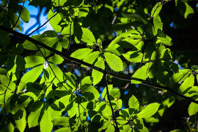 Folhas verdes da árvore de castanha para iluminar pelo sol imagem de stock Folhas verdes da árvore de castanha para iluminar pelo sol imagem de stock