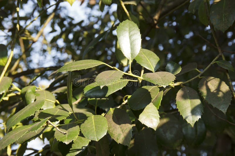 The green leaves of a false camphor tree, Cinnamomum glanduliferum. The green leaves of a false camphor tree, Cinnamomum glanduliferum.