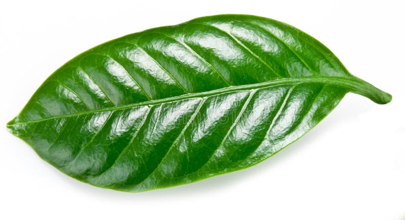 Folhas de café verde foto de stock